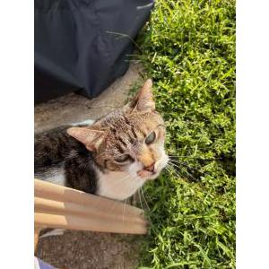 Image of Unknown, Found Cat