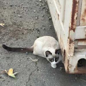 Image of Sticky, Lost Cat