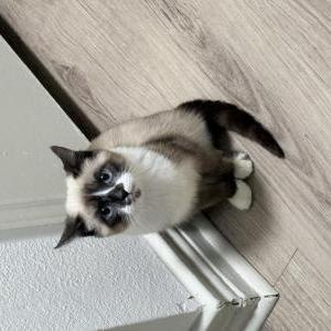 Image of Cloud, Lost Cat