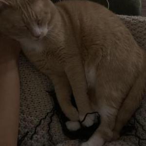Image of Ollie, Lost Cat