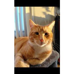 Image of Pete (mini), Lost Cat