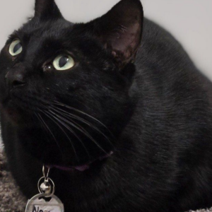 Image of Nova, Lost Cat