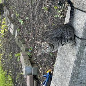 Image of Unknown, Found Cat