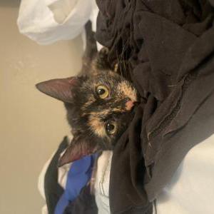 Image of Moon, Lost Cat
