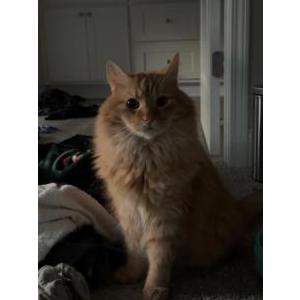 Image of Colby Jack, Lost Cat