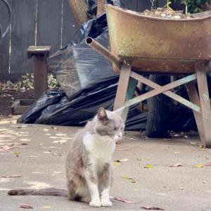 Image of Gracie, Lost Cat