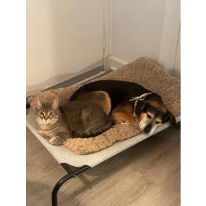 Image of Murphy, Lost Cat