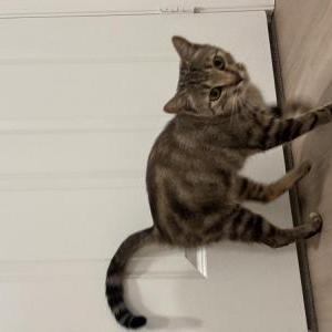Image of Unknown, Found Cat