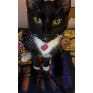 Image of Penelope, Lost Cat