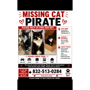 Image of pirate, Lost Cat