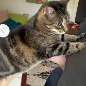 Image of Cricket, Lost Cat