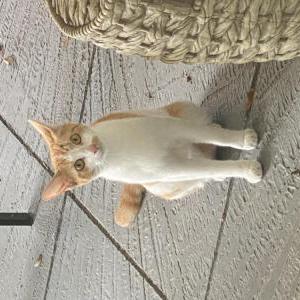 Image of Unknown, Found Cat