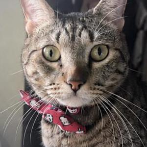 Image of Misty, Lost Cat