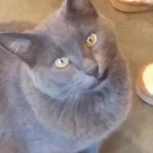 Image of Doug, Lost Cat