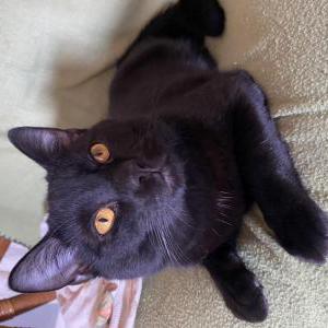 Image of Foster, Lost Cat