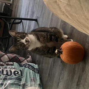 Image of Princess, Lost Cat