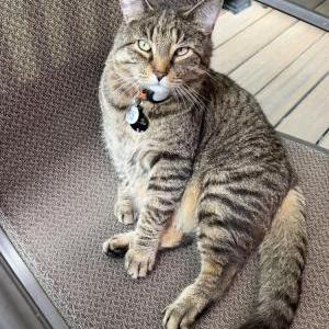Image of Hercules, Lost Cat