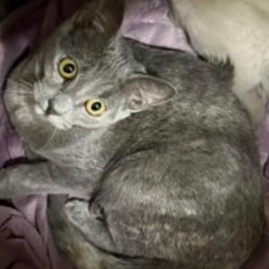 Image of Shark, Lost Cat