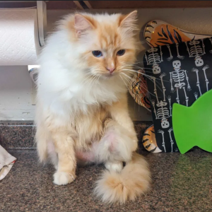 Image of Mr. Buttons, Lost Cat