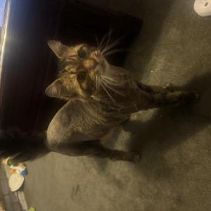 Image of Oliver, Lost Cat