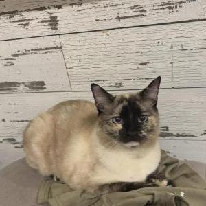 Lost Cat Kiwi