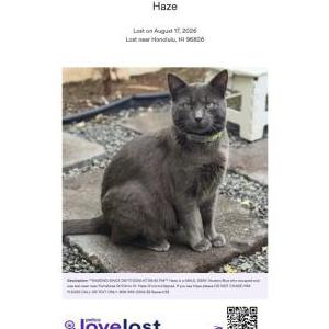 Image of Haze, Lost Cat