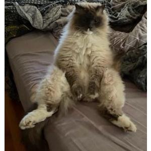 Image of Bamiliar, Lost Cat