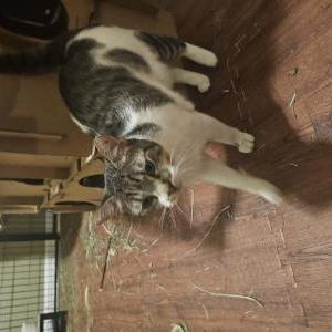 Image of Unknown, Found Cat