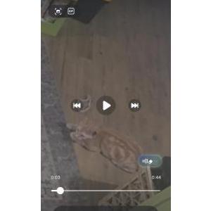 Image of Salmon, Lost Cat
