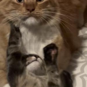 Image of pooky, Lost Cat