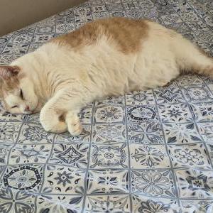 Image of Duke, Lost Cat