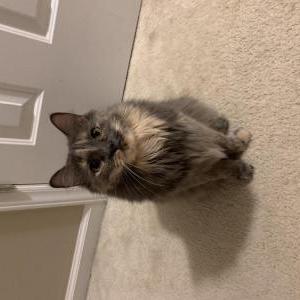 Image of Zoe, Lost Cat