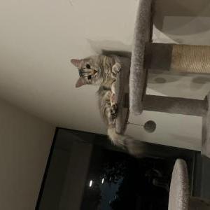 Image of Artemis, Lost Cat