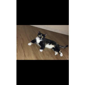 Image of Tueben, Lost Cat