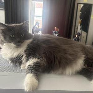 Image of Noelle “Nolly”, Lost Cat