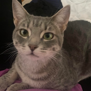 Image of Smoker, Lost Cat