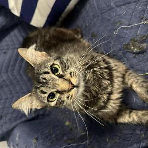 Image of unknown, Found Cat