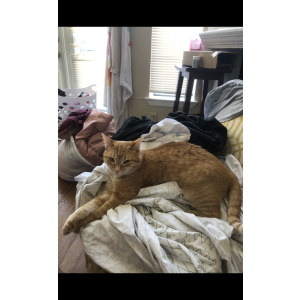 Image of Dannie, Lost Cat