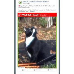 Image of Jagged Straight, Lost Cat