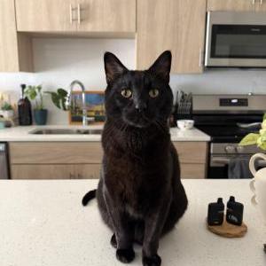Image of bruce, Lost Cat