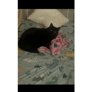 Image of Larry, Lost Cat