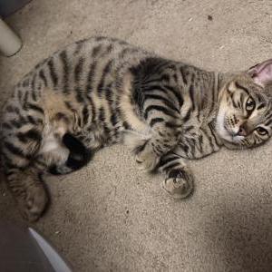 Image of Unkown, Lost Cat