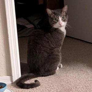 Image of Nimba, Lost Cat