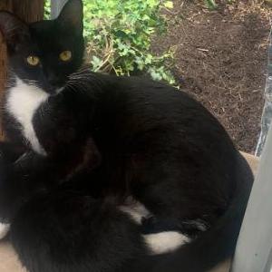 Lost Cat Angel