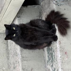 Image of Dexter, Lost Cat