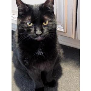 Image of Boy Boy, Lost Cat