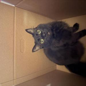 Image of Arthur, Lost Cat