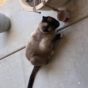 Image of Unknown, Found Cat