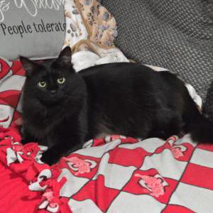 Lost Cat Nugget