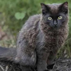 Image of Stormy, Lost Cat